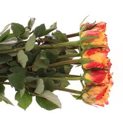 Rose orange/rot Silantoi 60cm