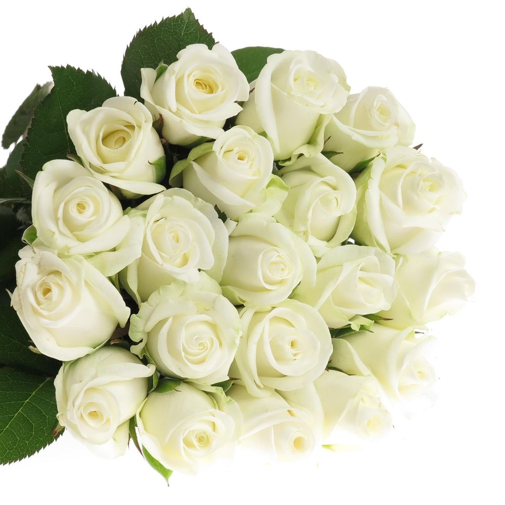 Rose weiss Akito    40cm