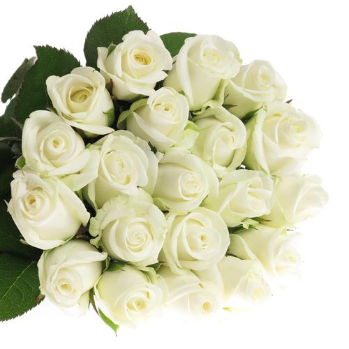 Rose weiss Akito    40cm