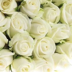 Rose weiss Akito    40cm