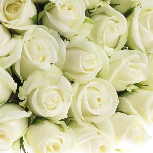 Rose weiss Akito    40cm