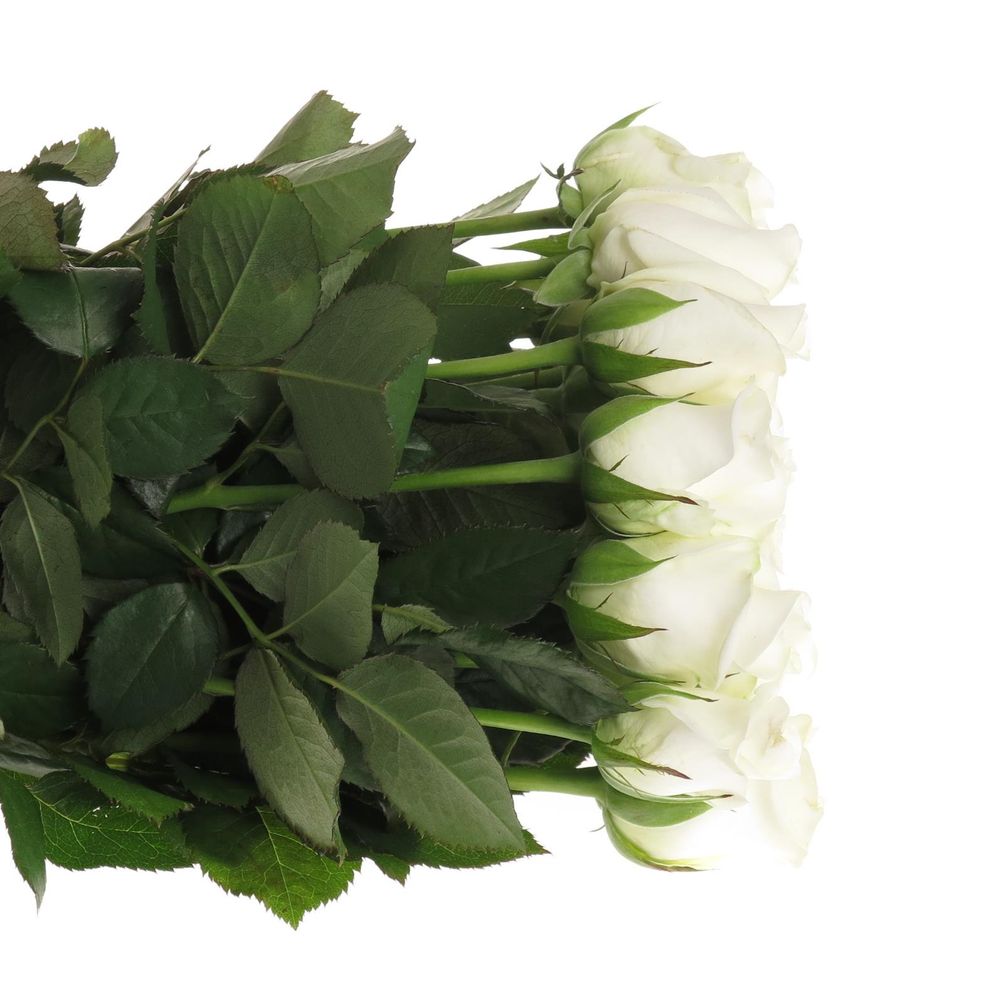 Rose weiss Akito    40cm