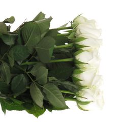 Rose weiss Akito    40cm