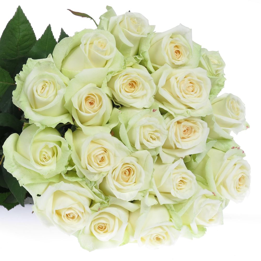 Rose weiss Dolomiti 40cm