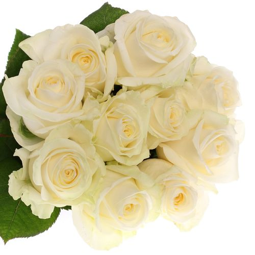 Rose weiss Avalanche (Meijer) 60cm