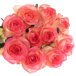 Rose rosa/creme Jumilia 80cm