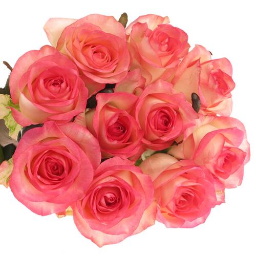 Rose rosa/creme Jumilia 80cm