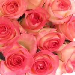 Rose rosa/creme Jumilia 80cm