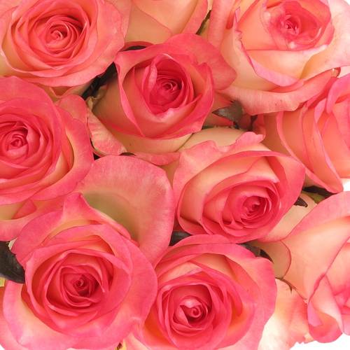 Rose rosa/creme Jumilia 80cm