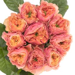 Rose pink/orange Kensington Gardens 60cm