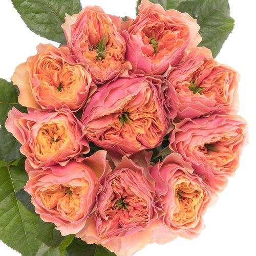 Rose pink/orange Kensington Gardens 60cm
