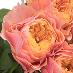 Rose pink/orange Kensington Gardens 60cm