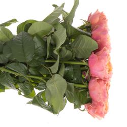 Rose pink/orange Kensington Gardens 60cm