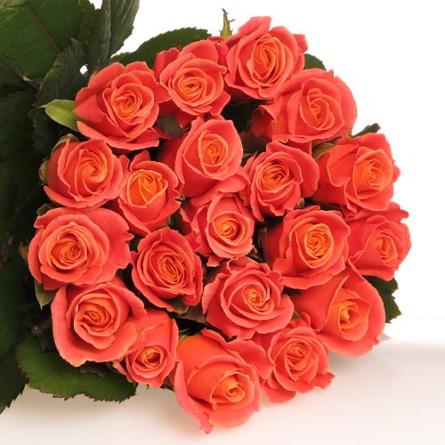 Rose rosa/lachs Miss Piggy 80cm