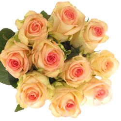 Rose creme/rosa Moyhe 50cm