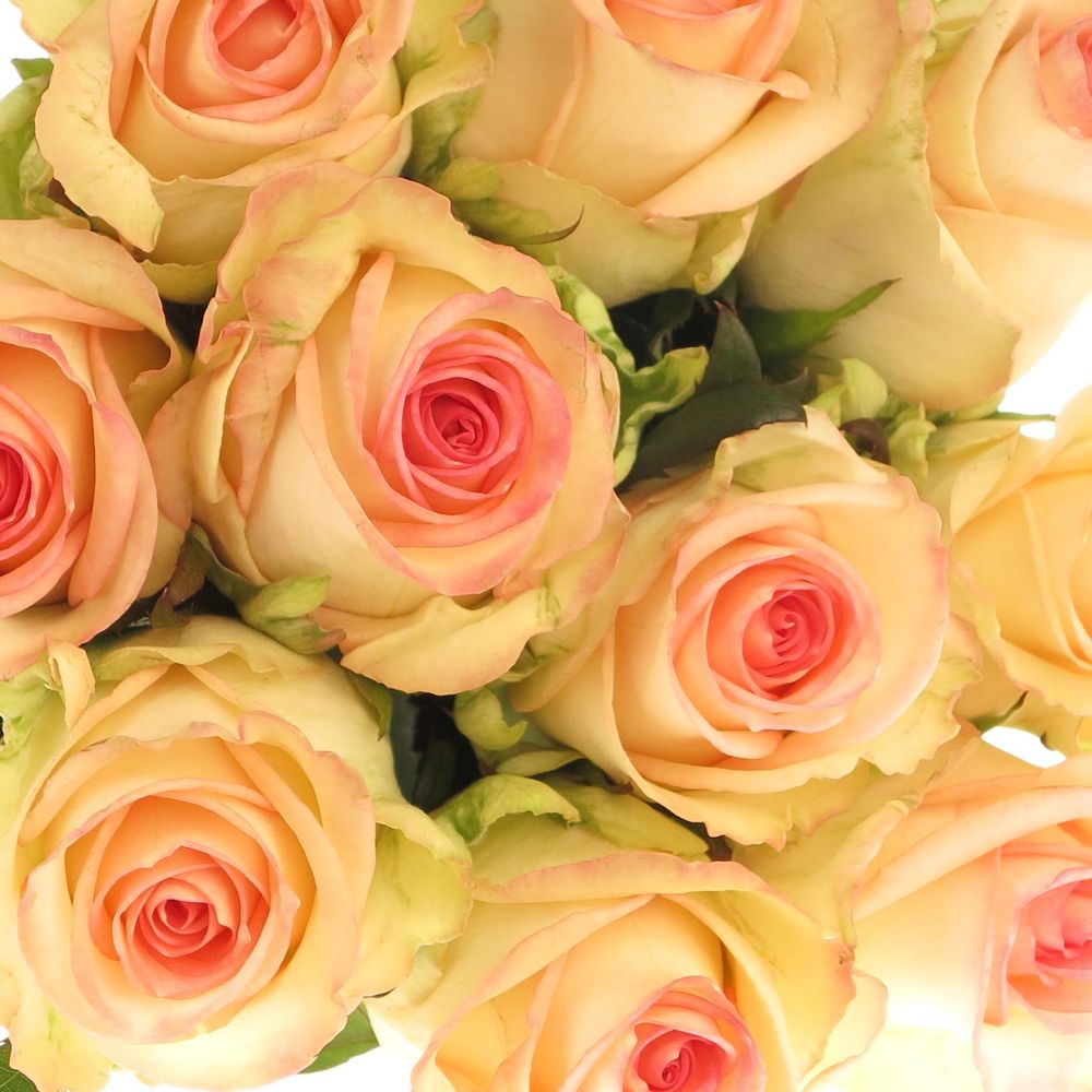 Rose creme/rosa Moyhe 50cm