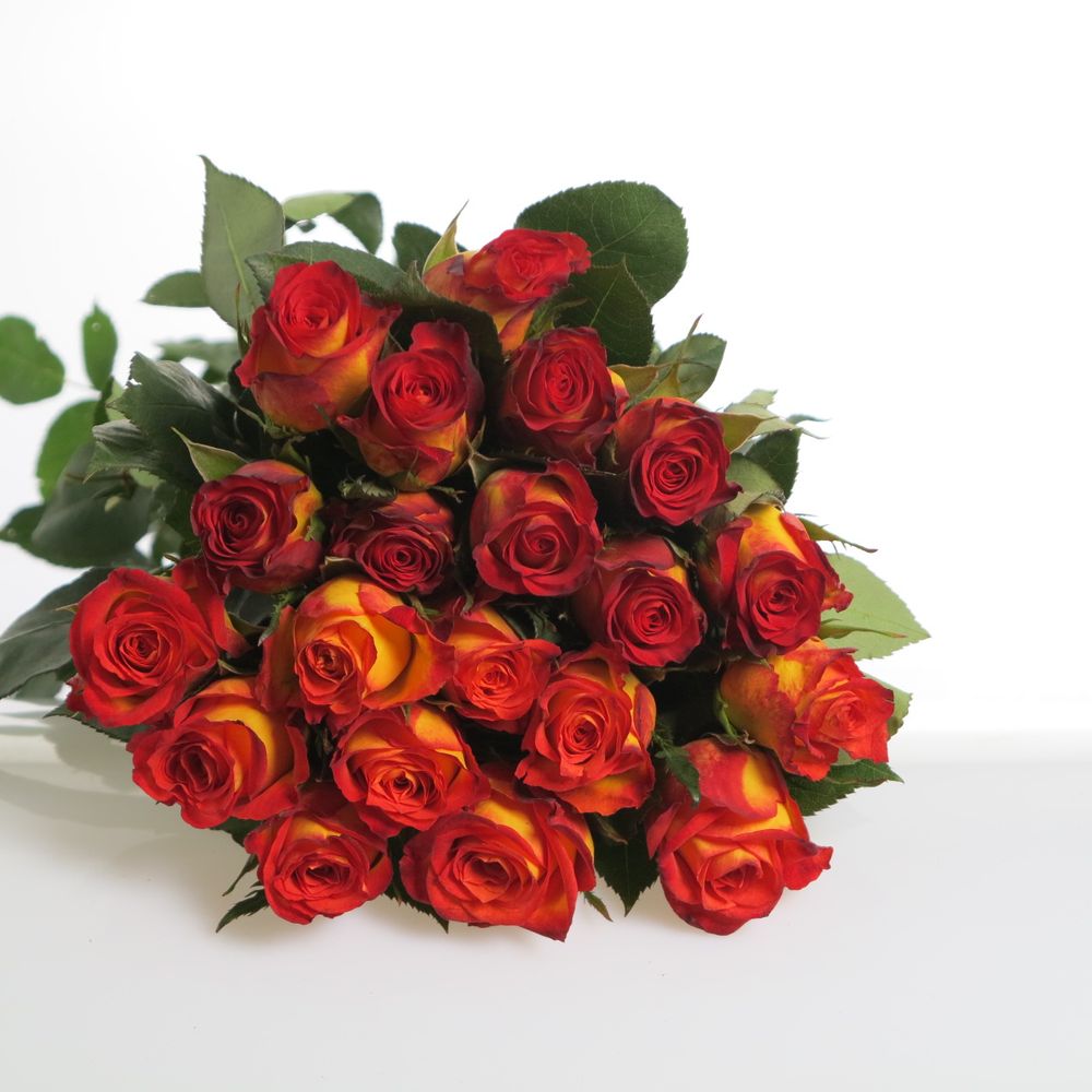 Rose gelb/rot Catch 70cm