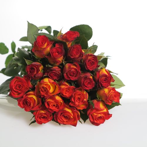 Rose gelb/rot Catch 70cm