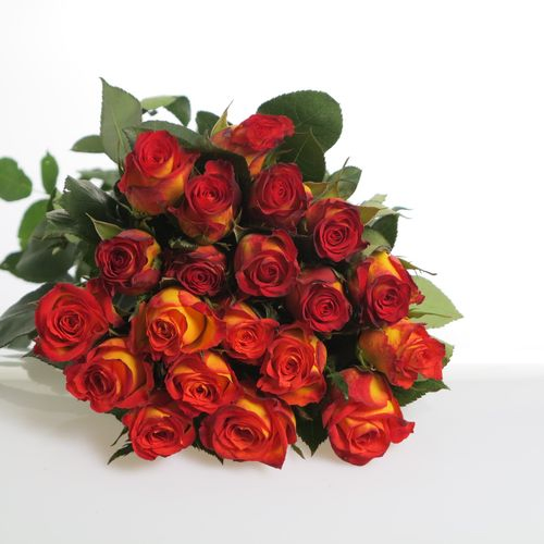 Rose gelb/rot Catch 70cm