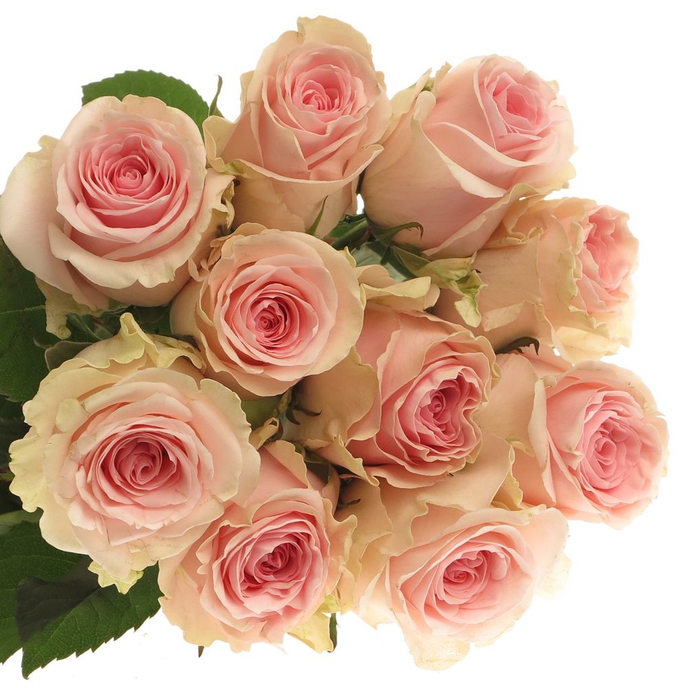 Rose rosa/creme Duchesse 60cm