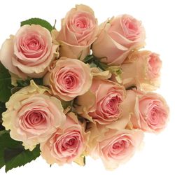 Rose rosa/creme Duchesse 60cm