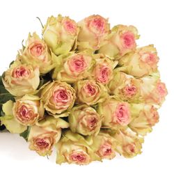 Rose creme/rosa Esperance 50cm