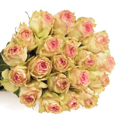 Rose creme/rosa Esperance 50cm