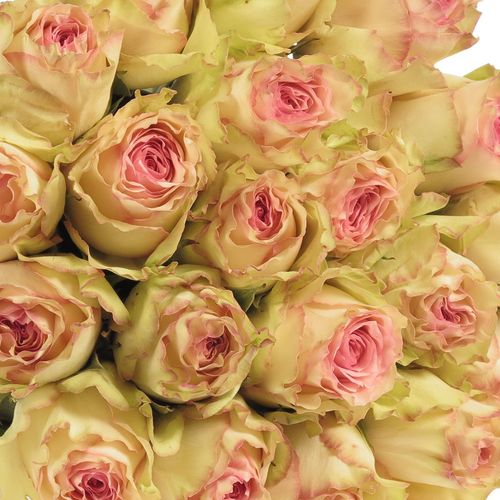 Rose creme/rosa Esperance 50cm