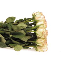 Rose creme/rosa Esperance 50cm