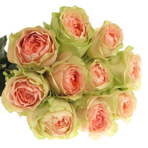 Rose rosa/creme Gravity 70cm