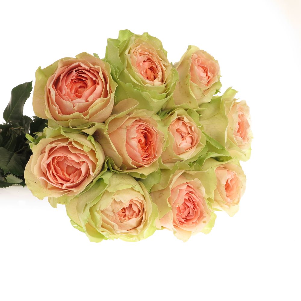 Rose rosa/creme Gravity 70cm