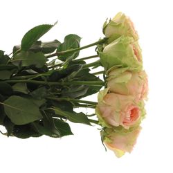 Rose rosa/creme Gravity 70cm