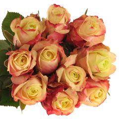 Rose creme/fuchsia Marosa 60cm