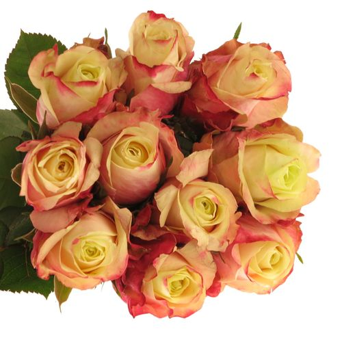 Rose creme/fuchsia Marosa 60cm