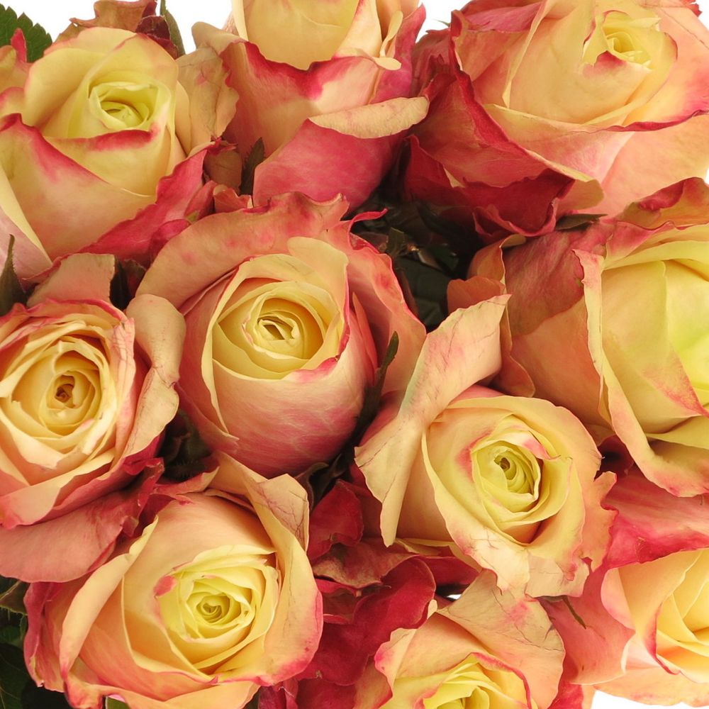 Rose creme/fuchsia Marosa 60cm