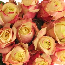 Rose creme/fuchsia Marosa 60cm