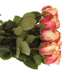 Rose creme/fuchsia Marosa 60cm