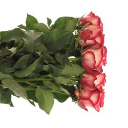 Rose creme/rot Paloma 60cm