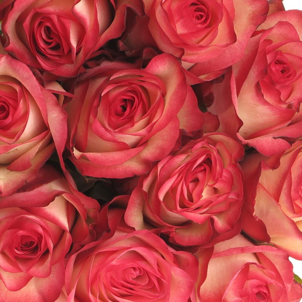 Rose creme/rot Paloma 60cm