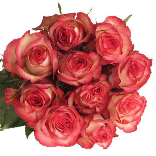 Rose creme/rot Paloma 60cm