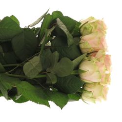 Rose creme/rosa Ballerina 60cm