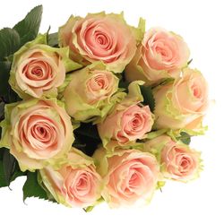 Rose creme/rosa Ballerina 60cm