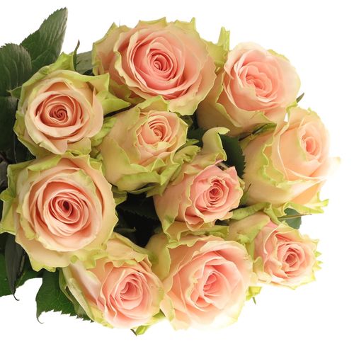 Rose creme/rosa Ballerina 60cm