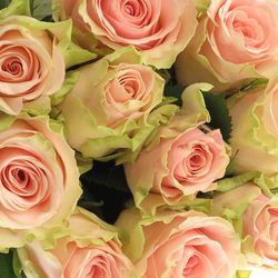 Rose creme/rosa Ballerina 60cm