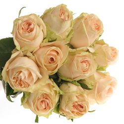 Rose creme/Apricot Wedding  60cm