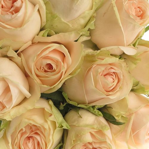 Rose creme/Apricot Wedding  60cm