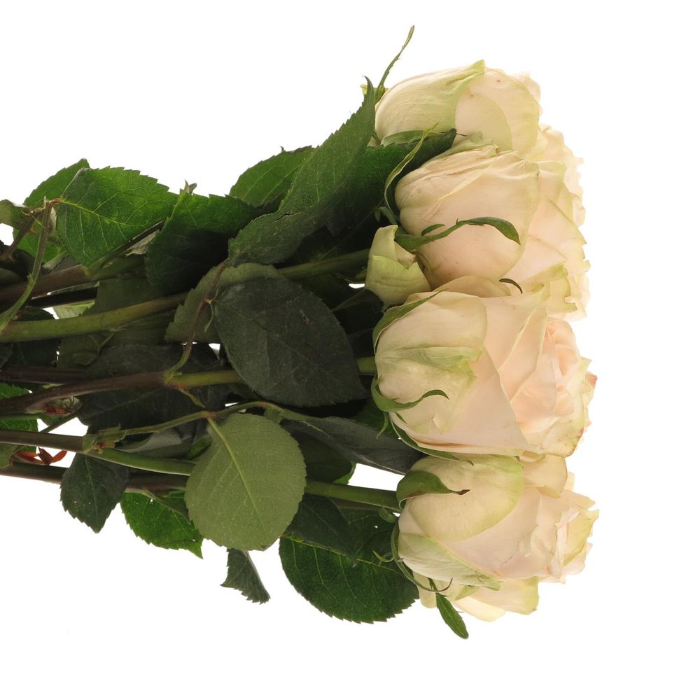 Rose creme/Apricot Wedding  60cm