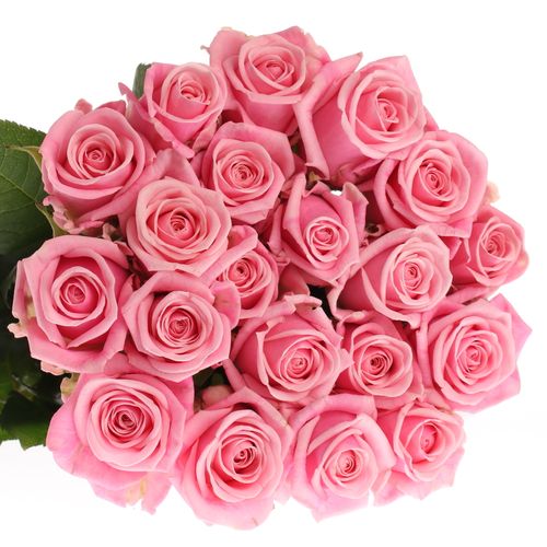 Heaven hell rosa 40cm