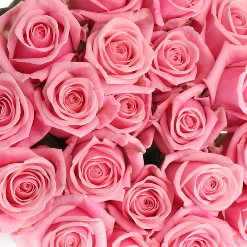 Heaven hell rosa 40cm