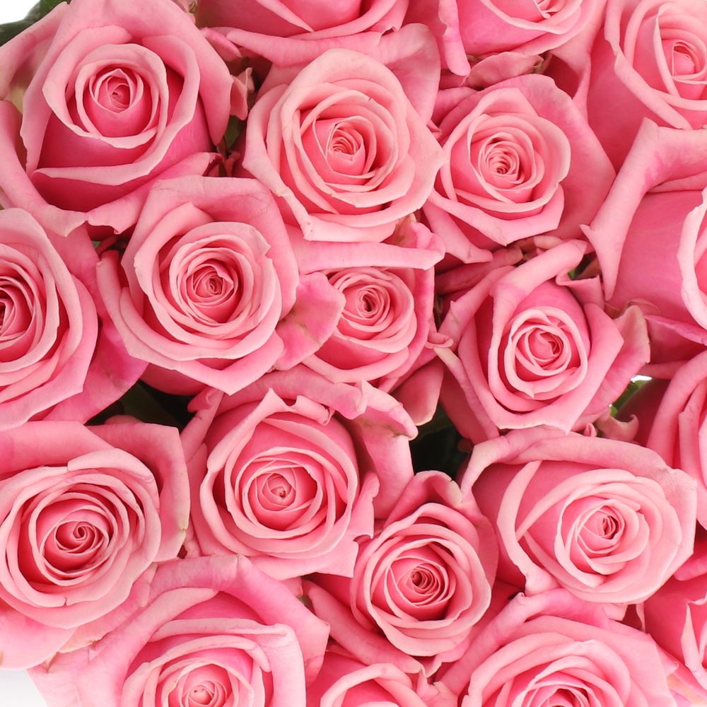 Heaven hell rosa 40cm